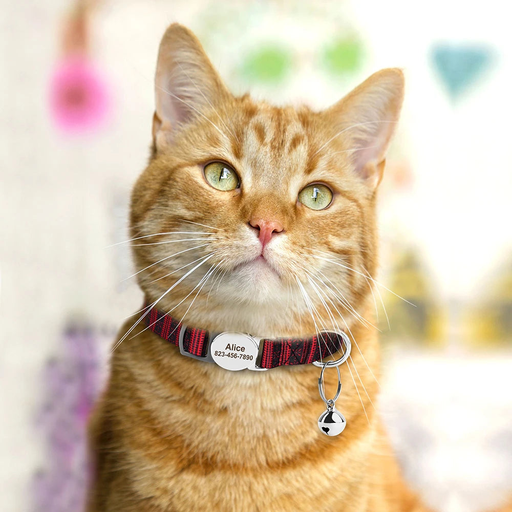 Wear a personalised cat collar