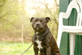 Aussie Staffy