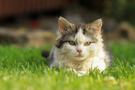 Australian Mist cat bread