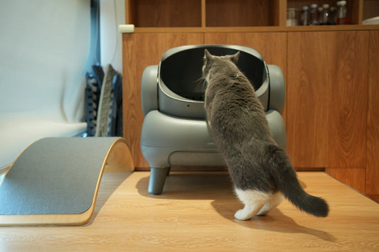 Automatic Cat Feeders