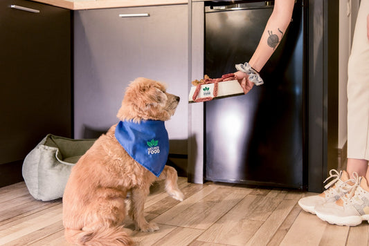 Automatic Dog Food Feeders
