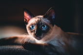 Balinese Cats
