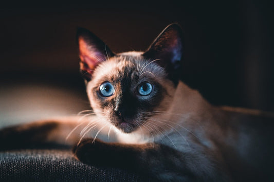 Balinese Cats