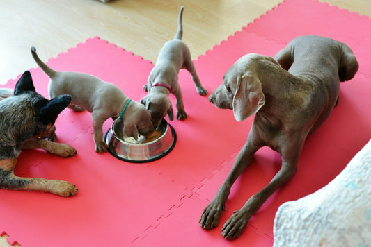 Bowl Size for Small Dogs 