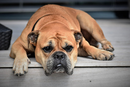 Can Dogs Sleep Without a Bed