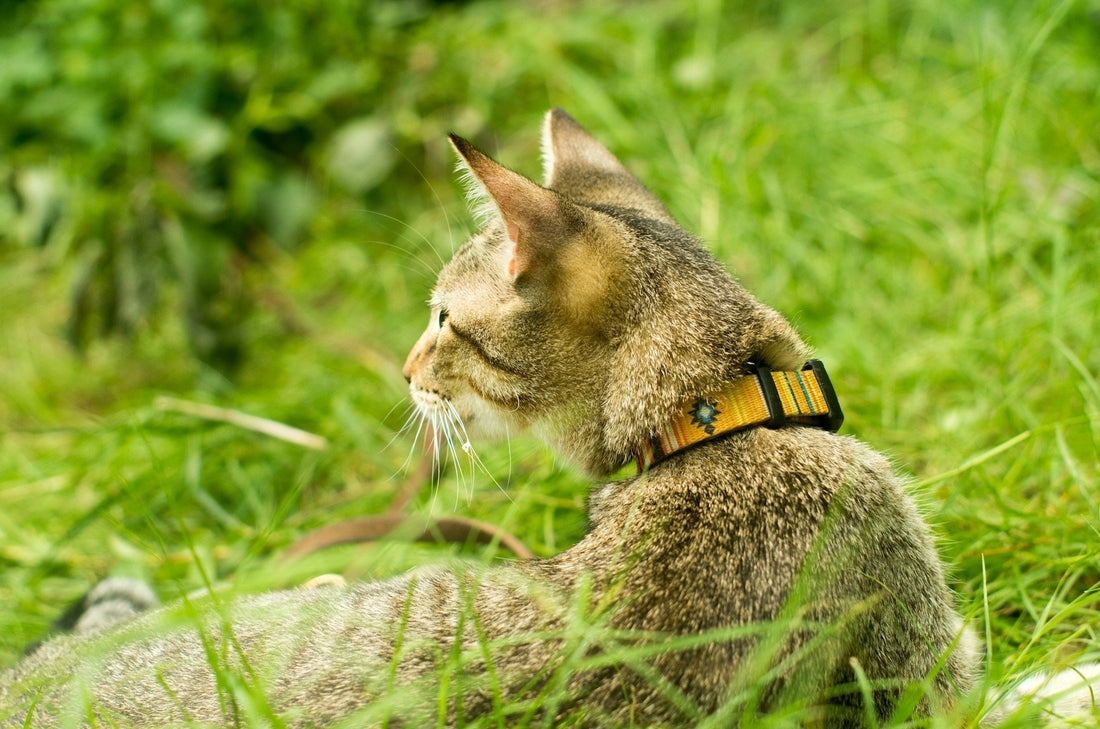 Cat Collar 