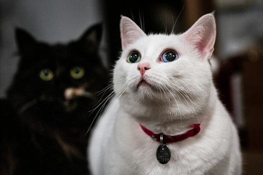 Cat Collars 101