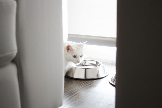 Cat Feeding Station
