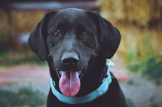 Collar for a Dog