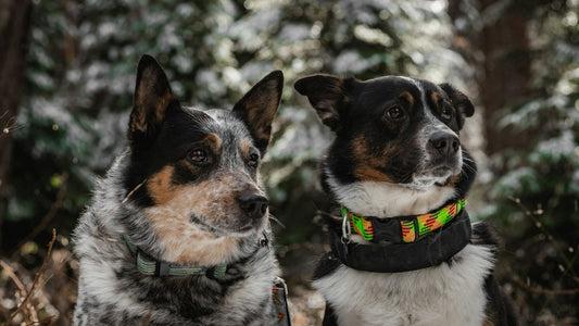 Collars for Dogs 
