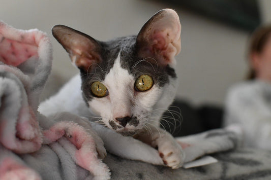 Cornish Rex Cats