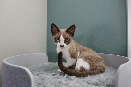Devon Rex Cats