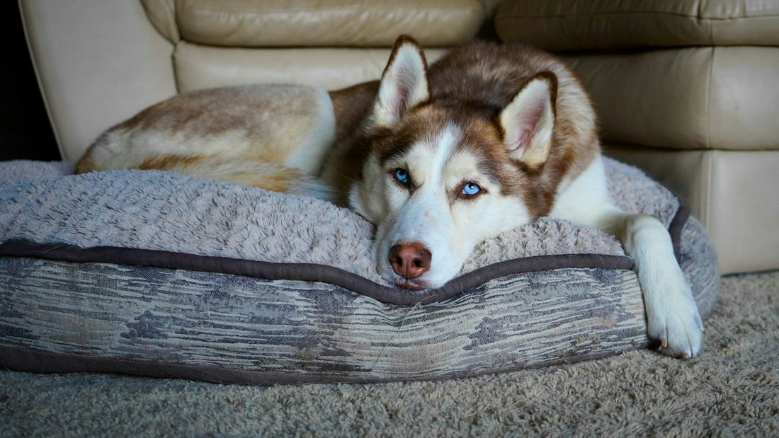 Why Do Big Dogs Like Small Beds During Cold Weather?