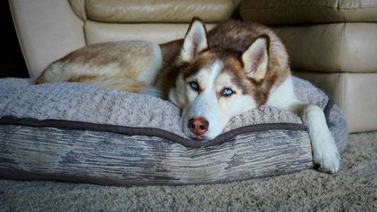 Do Dogs Like Big or Small Beds