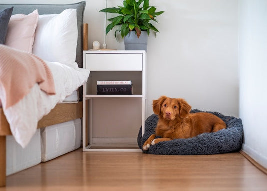 Do Dogs Prefer Circle or Square Beds