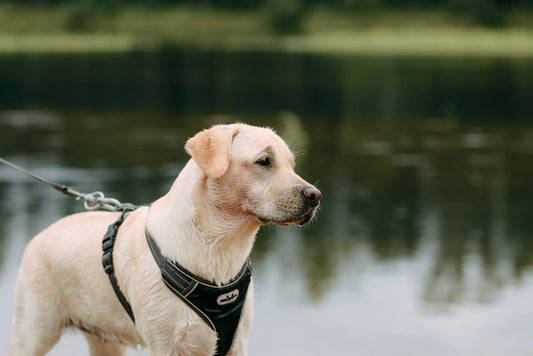 Dog Harness vs Collar