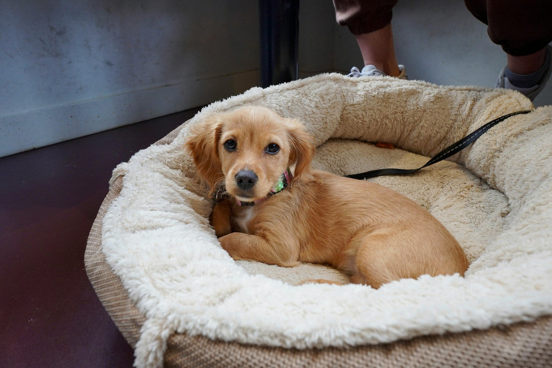 Dog Licking Its Bed