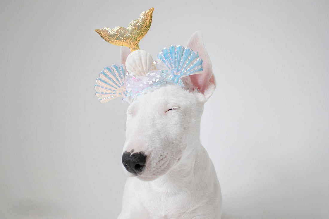 English Bull Terrier Australia