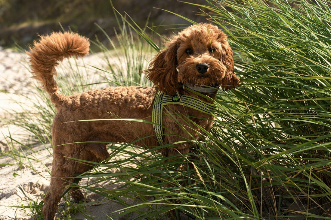 Groodle Breed