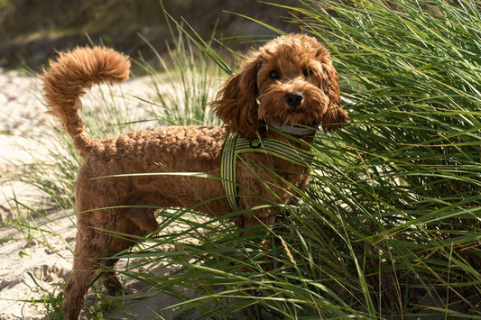 Groodle Breed