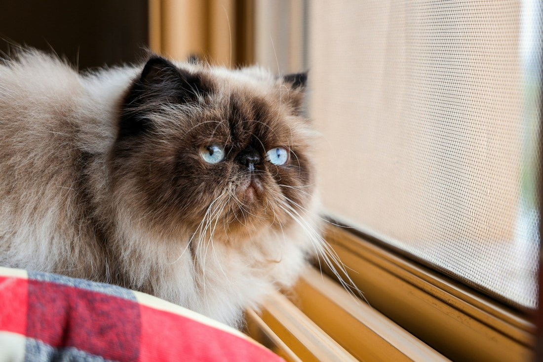 Himalayan Cats