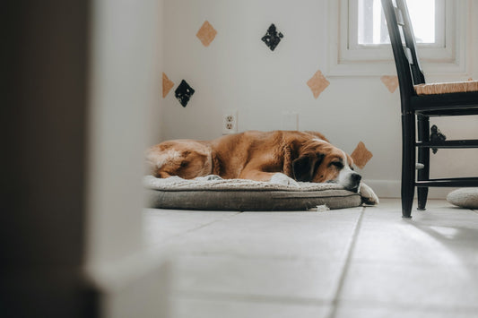 Hypoallergenic Dog Beds