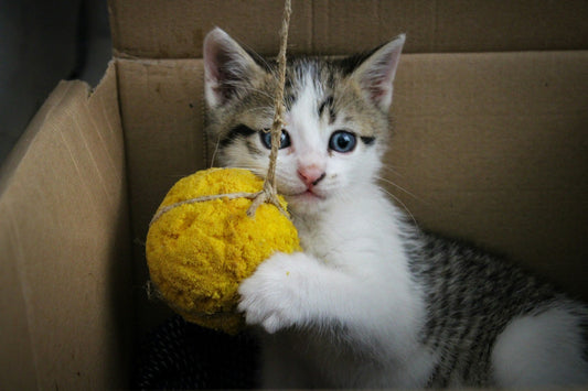 Insulated Cat Box