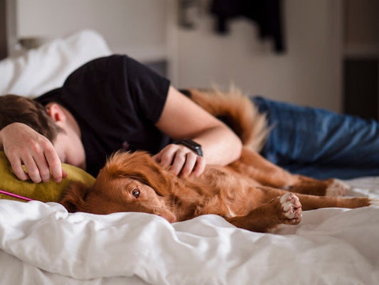 Is it ok have dog on bed