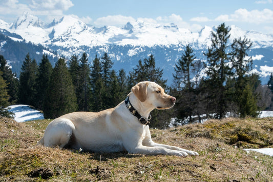 Labrador Retriever 