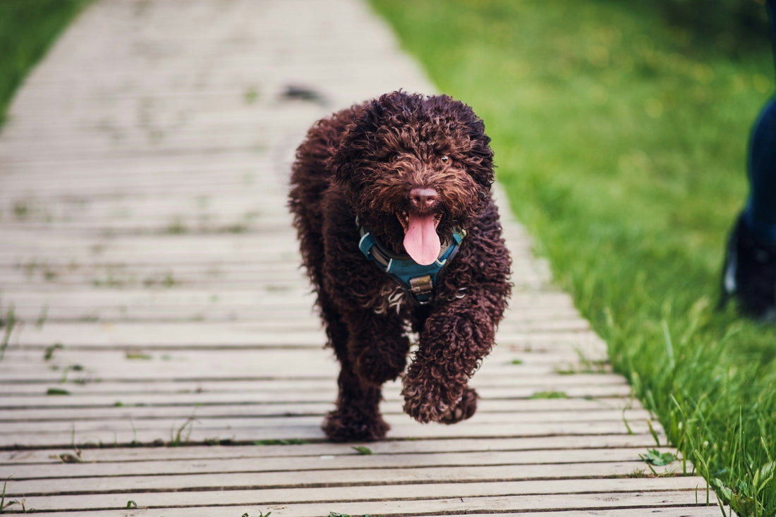 Lagotto Romagnolo Australia