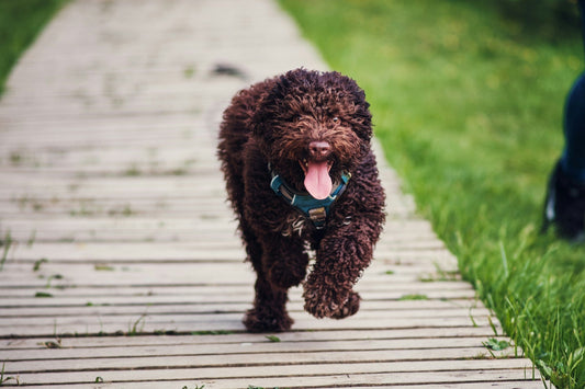 Lagotto Romagnolo Australia