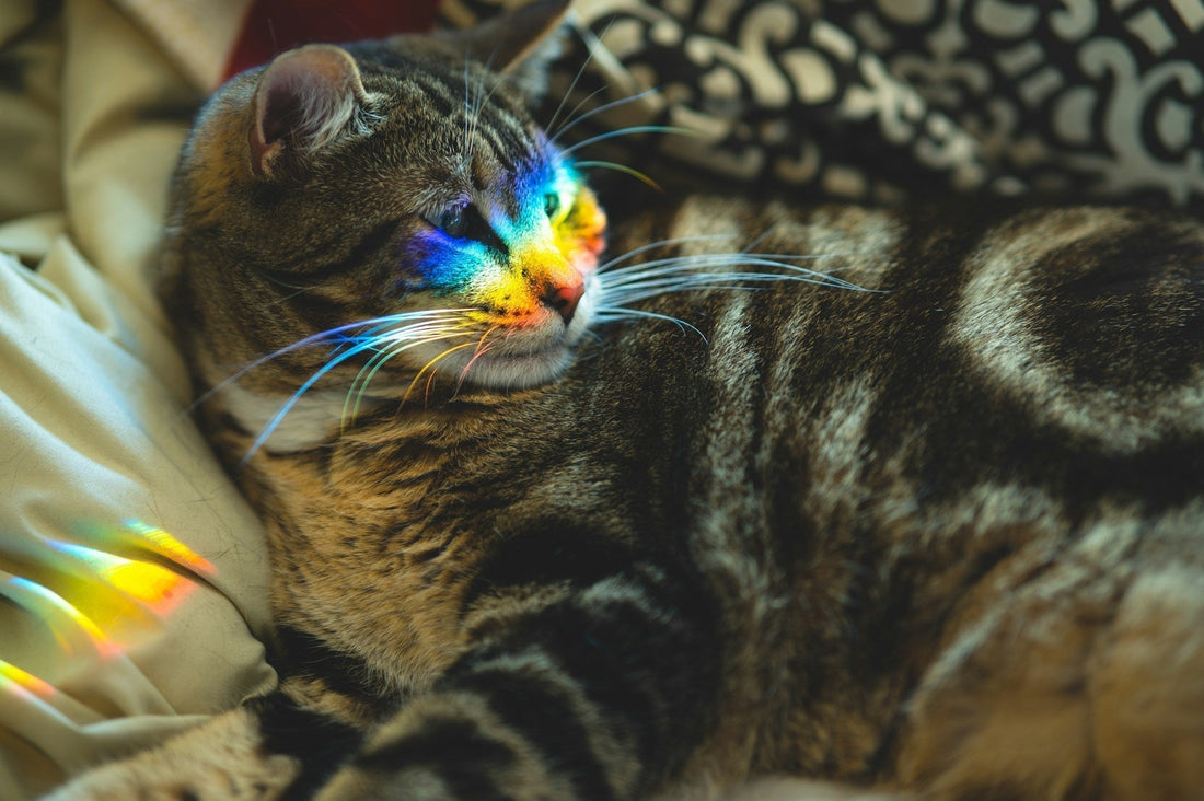 Laser Pointer Toys