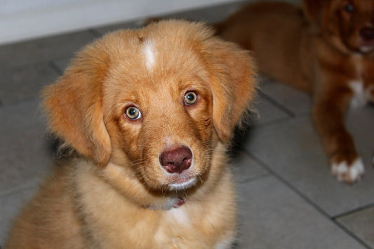 Nova Scotia Duck Tolling Retriever in Australia