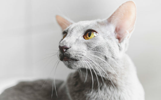 Oriental Shorthairs