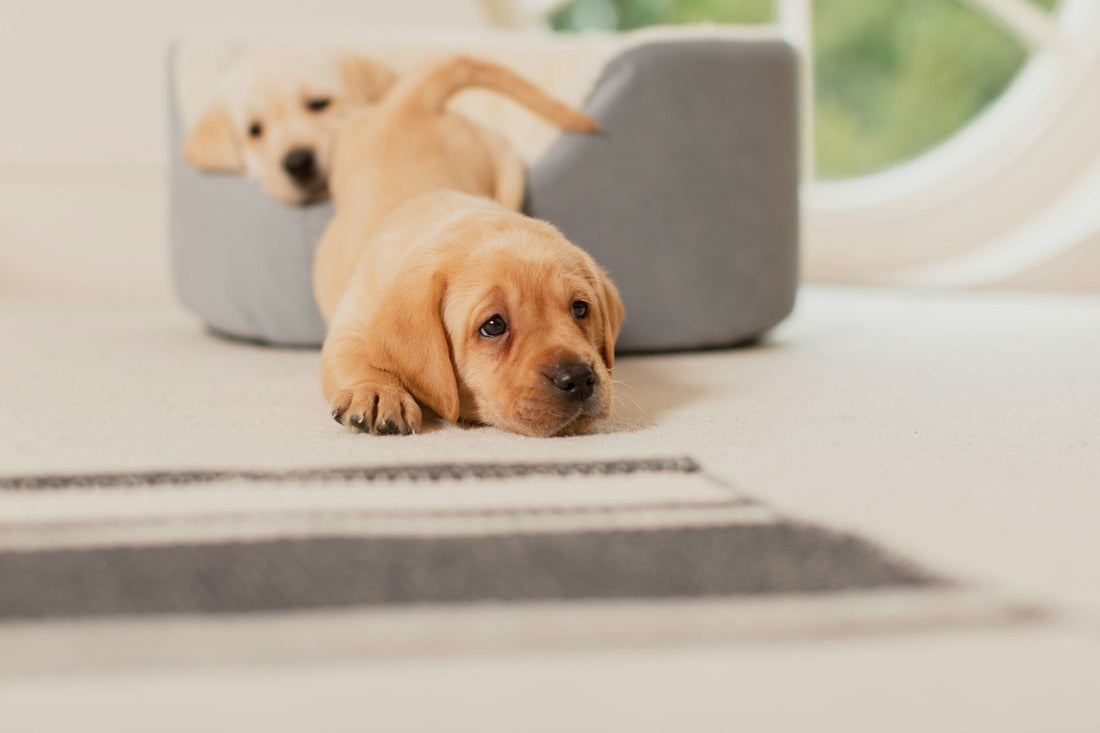 Small Dogs Need Orthopedic Beds