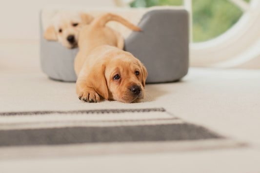 Small Dogs Need Orthopedic Beds