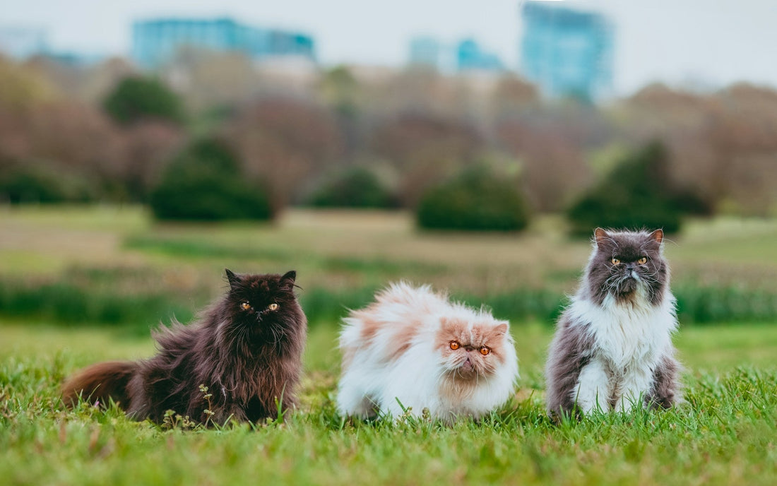 Persian Cats