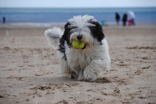 Polish Lowland Sheepdog