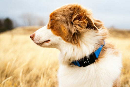 Prong Collars