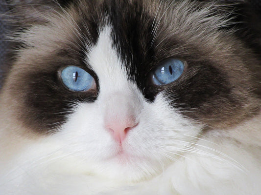 Ragdoll Cats