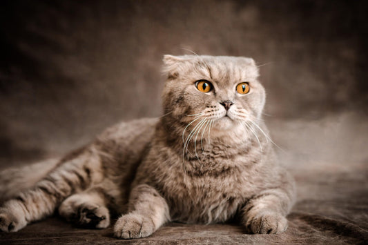 Scottish Folds