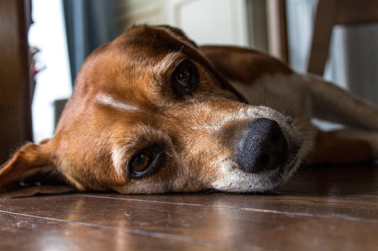 Should Dogs Sleep on the Floor