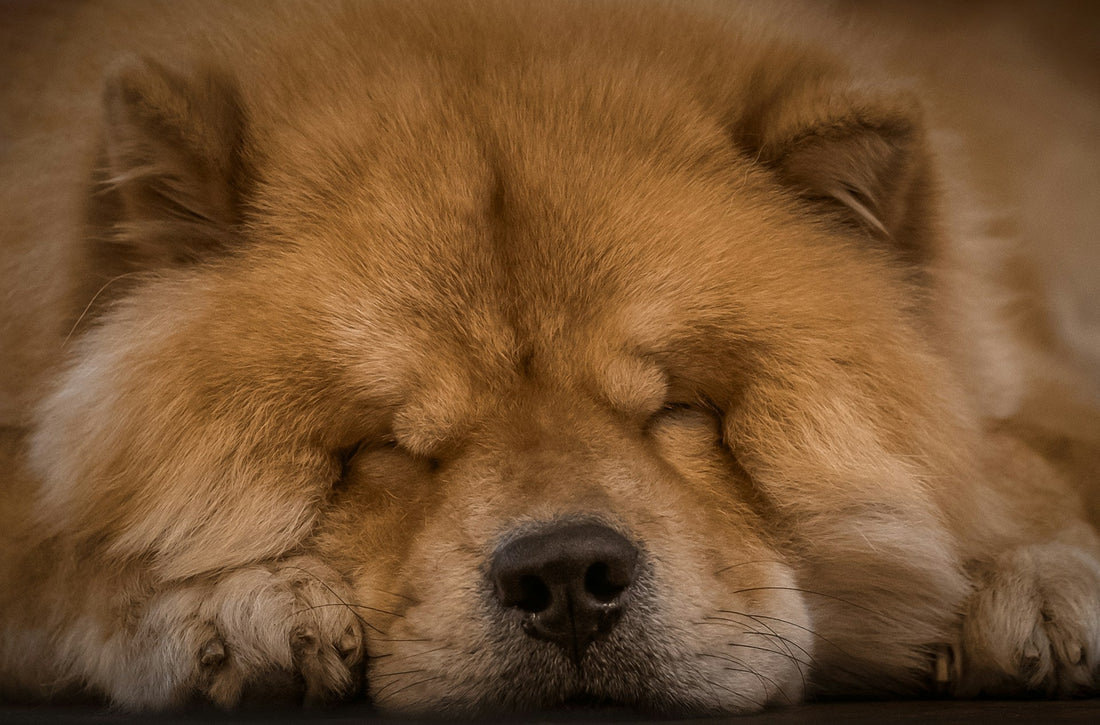 Should I Turn Off the Light for My Dog at Night