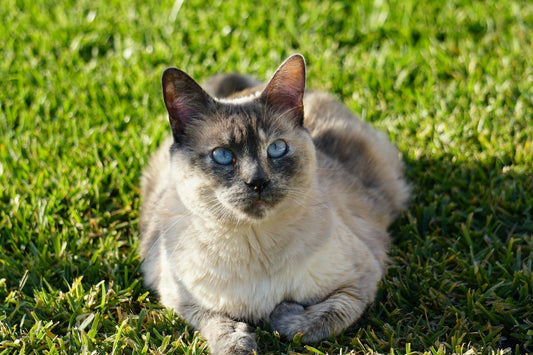 Siamese Cats