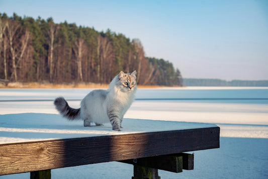 Siberian Cats