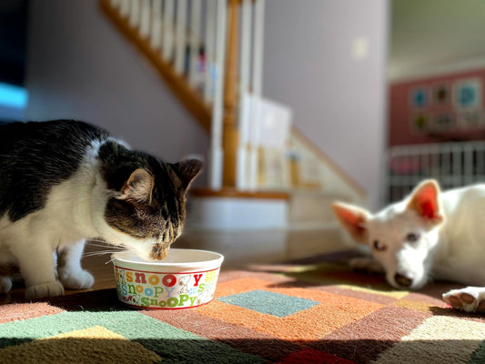 Slow Feeding Bowls Safe for Cats
