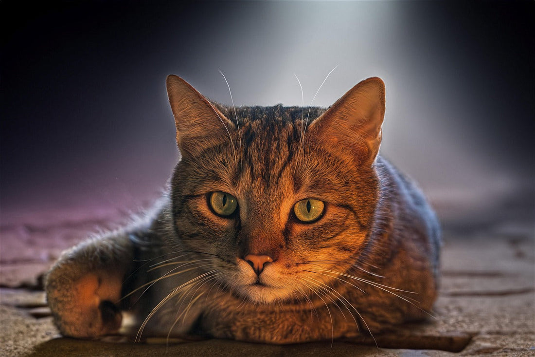 Somali Cats