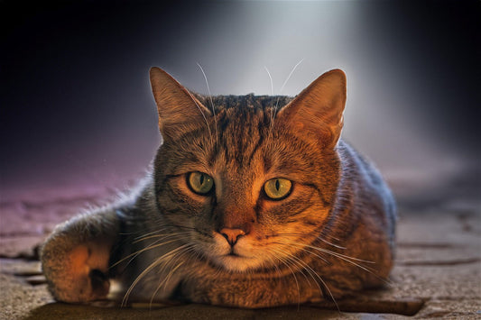 Somali Cats