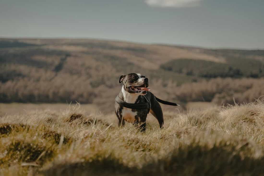 Staffordshire Bull Terrier