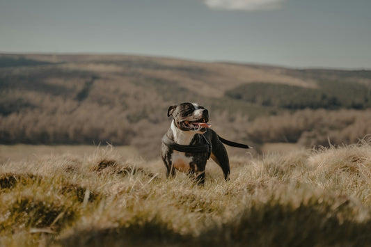 Staffordshire Bull Terrier